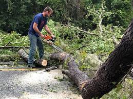 Best Storm Damage Tree Cleanup  in Belding, MI