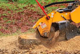 Best Root Management and Removal  in Belding, MI