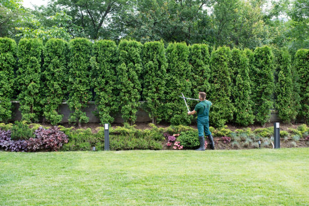 Best Palm Tree Trimming  in Belding, MI