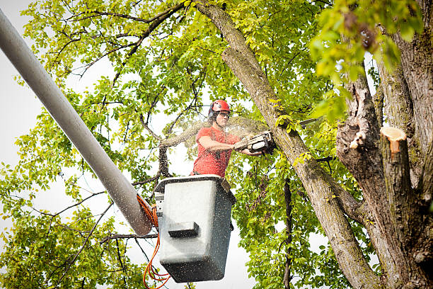 Best Tree Risk Assessment  in Belding, MI